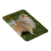 ポメラニア犬立地 マグネット (右側)