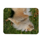 ポメラニア犬立地 マグネット (横)