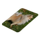 ポメラニア犬立地 マグネット (左側)