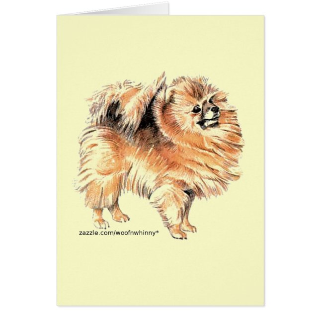 ポメラニア犬! (正面)