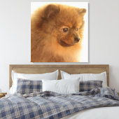 ポメラニア犬 キャンバスプリント (インサイチュ (寝室))