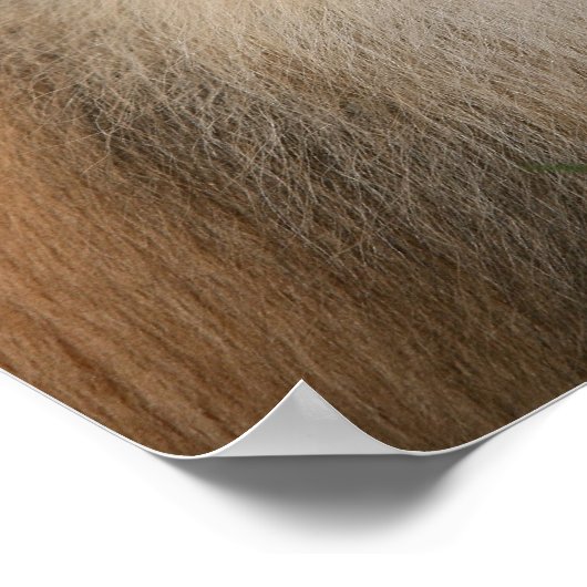 ポメラニア犬 ポスター (角)