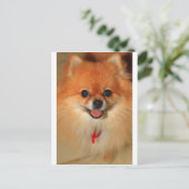ポメラニア犬 ポストカード (スタンド正面)