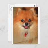 ポメラニア犬 ポストカード (正面/裏面)