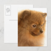 ポメラニア犬 ポストカード (正面/裏面)
