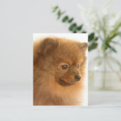 ポメラニア犬 ポストカード (スタンド正面)