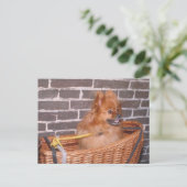 ポメラニア犬 ポストカード (スタンド正面)
