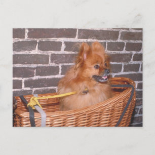 ポメラニア犬 ポストカード