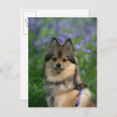 ポメラニア犬 ポストカード (正面/裏面)