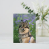 ポメラニア犬 ポストカード (スタンド正面)