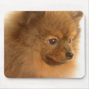 ポメラニア犬 マウスパッド