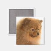 ポメラニア犬 マグネット (正面/裏面)