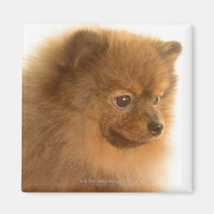ポメラニア犬 マグネット