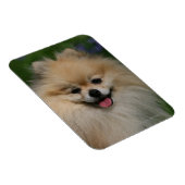 ポメラニア犬 マグネット (右側)