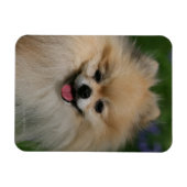 ポメラニア犬 マグネット (横)