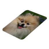 ポメラニア犬 マグネット (左側)