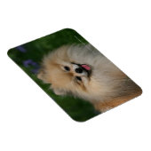 ポメラニア犬 マグネット (右側)