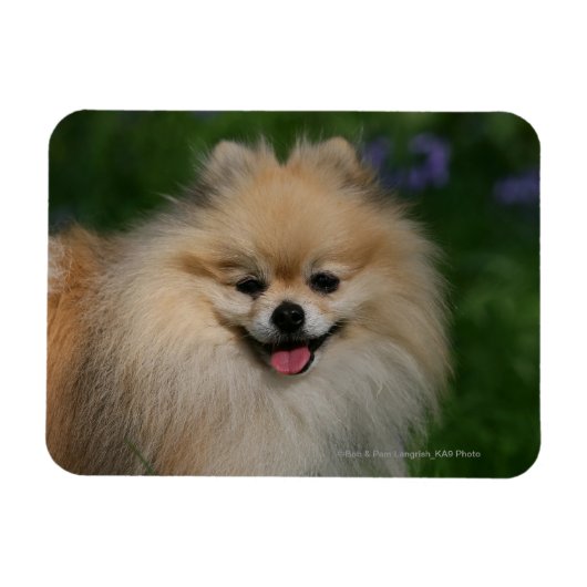 ポメラニア犬 マグネット (横)