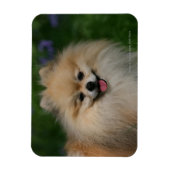 ポメラニア犬 マグネット (縦)