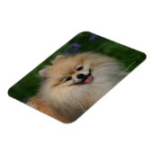 ポメラニア犬 マグネット (左側)