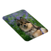 ポメラニア犬 マグネット (右側)