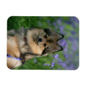 ポメラニア犬 マグネット (横)