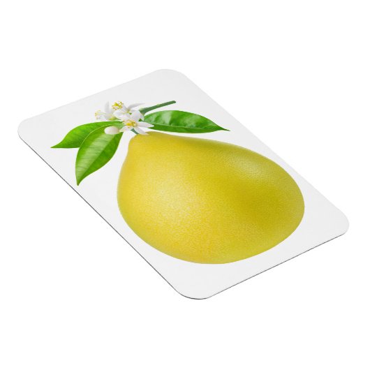 ポメロの枝 マグネット (右側)