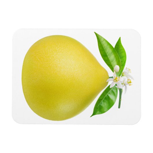 ポメロの枝 マグネット (横)