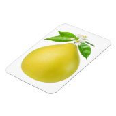 ポメロの枝 マグネット (左側)