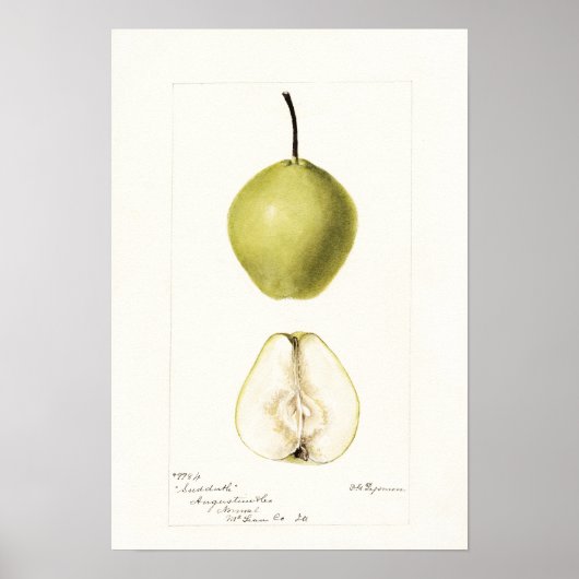 ポモロジカルな水色の梨、ヴィンテージフルーツ ポスター (正面)