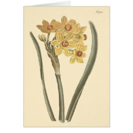 ポリアンサス 水仙の植物画