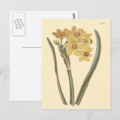 ポリアンサス 水仙の植物画 ポストカード (正面/裏面)
