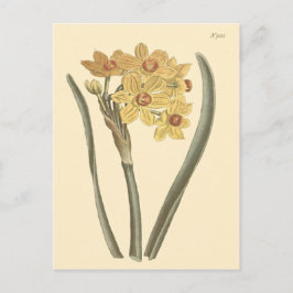 ポリアンサス 水仙の植物画 ポストカード