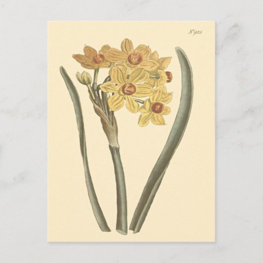 ポリアンサス 水仙の植物画 ポストカード (正面)