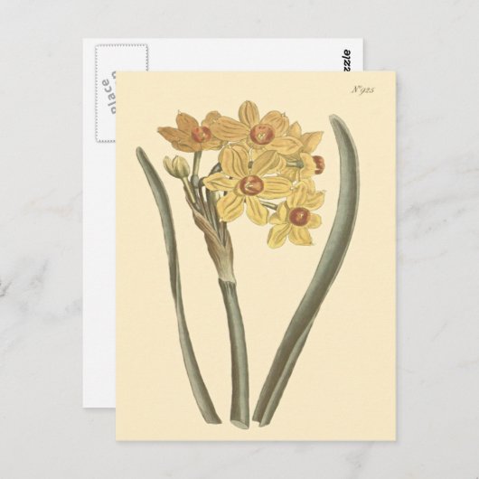 ポリアンツスナキス植物学イラストレーション ポストカード (正面/裏面)