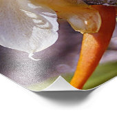 ポリニシアンドラゴンサボスナイト開花 フォトプリント            (角)