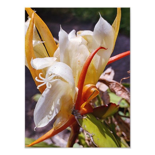 ポリニシアンドラゴンサボスナイト開花 フォトプリント            (正面)