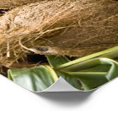 ポリネシア，トンガ王国。ココナッツの表示 ポスター (角)