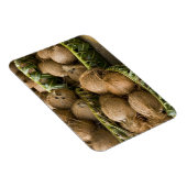 ポリネシア,トンガ王国。ココナッツの表示 マグネット (右側)