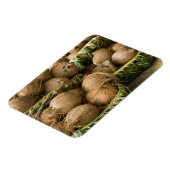 ポリネシア,トンガ王国。ココナッツの表示 マグネット (左側)