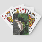 ポリポア菌オンツリースタンプ トランプ (裏面)