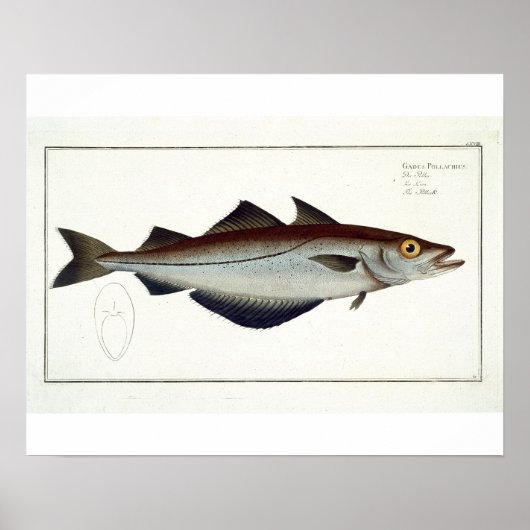 ポリラック（ポリアラキオス）プレートLXVIX ポスター (正面)