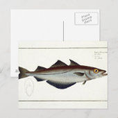 ポリラック（ポリアラキオス）プレートLXVIX ポストカード (正面/裏面)