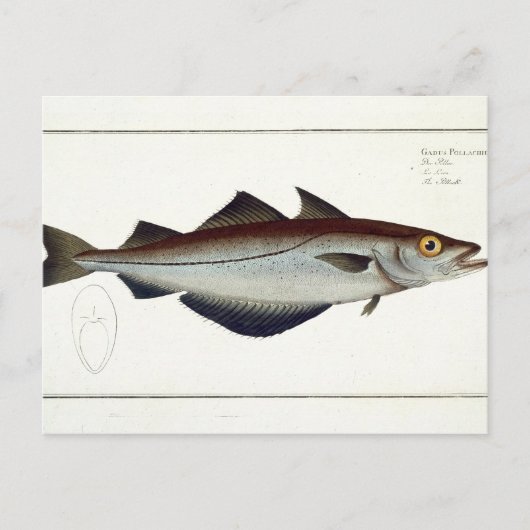 ポリラック（ポリアラキオス）プレートLXVIX ポストカード (正面)