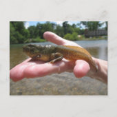 ポリワグ ポストカード (正面)