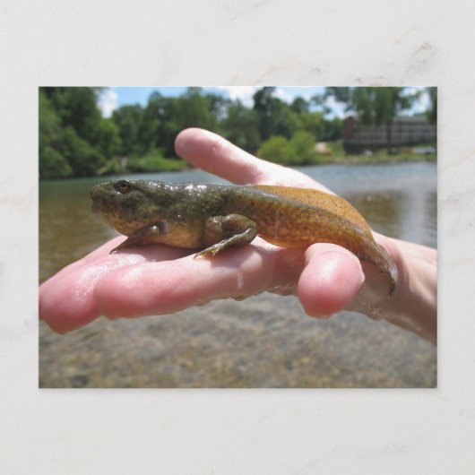 ポリワグ ポストカード (正面)