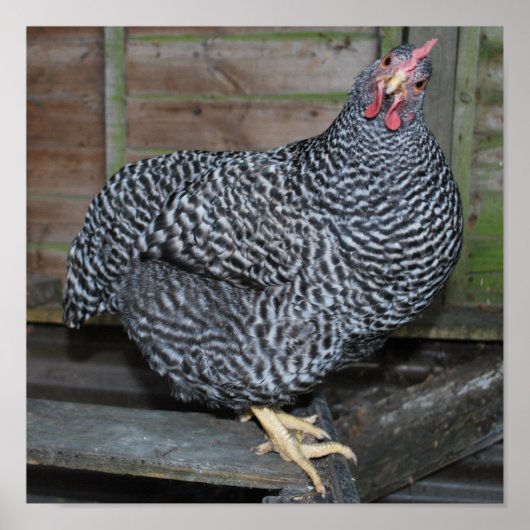 ポリーザプリマス ポスター (正面)