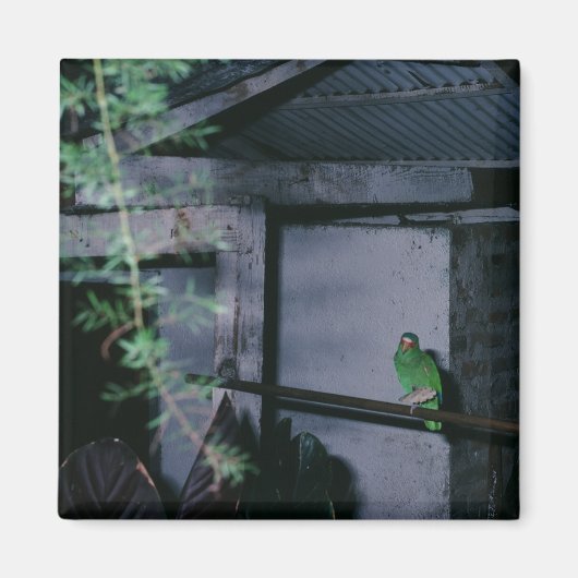 ポリー地方グリーンパロットホンジュラス マグネット (正面)