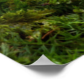 ポルチーノキノコ ポスター (角)