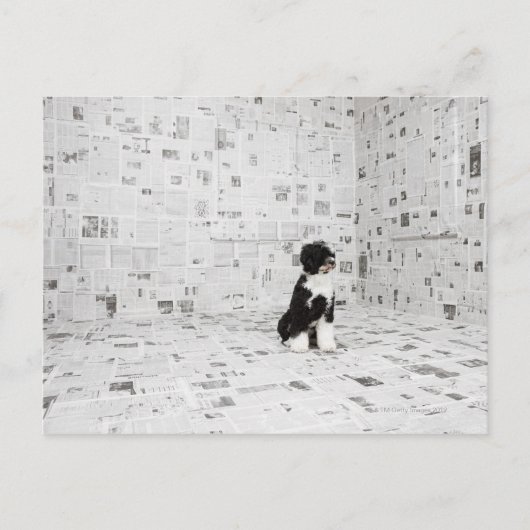 ポルトガルのウォーター・ドッグが部屋に入り ポストカード (正面)